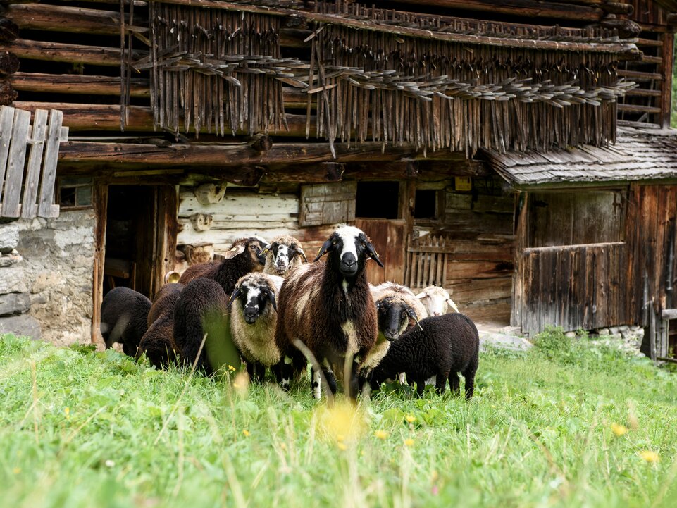 Montafoner Steinschafe | © Montafon Tourismus GmbH, Schruns - Patrick Säly