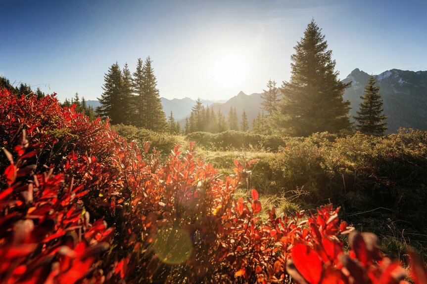 Gauertaler AlpkulTour im Herbst | © Montafon Tourismus GmbH Schruns, Andreas Haller Gauertaler AlpkulTour im Herbst | © Montafon Tourismus GmbH Schruns, Andreas Haller