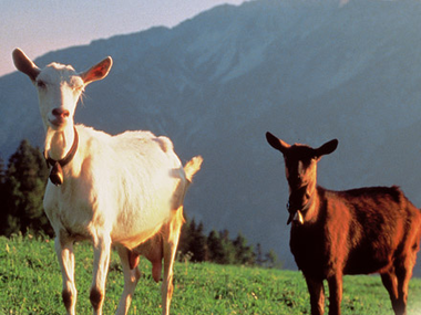 © Julia Mangeng / Projekt Loccata