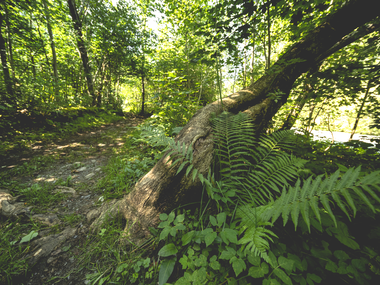 © Niclas Bösch / Montafon